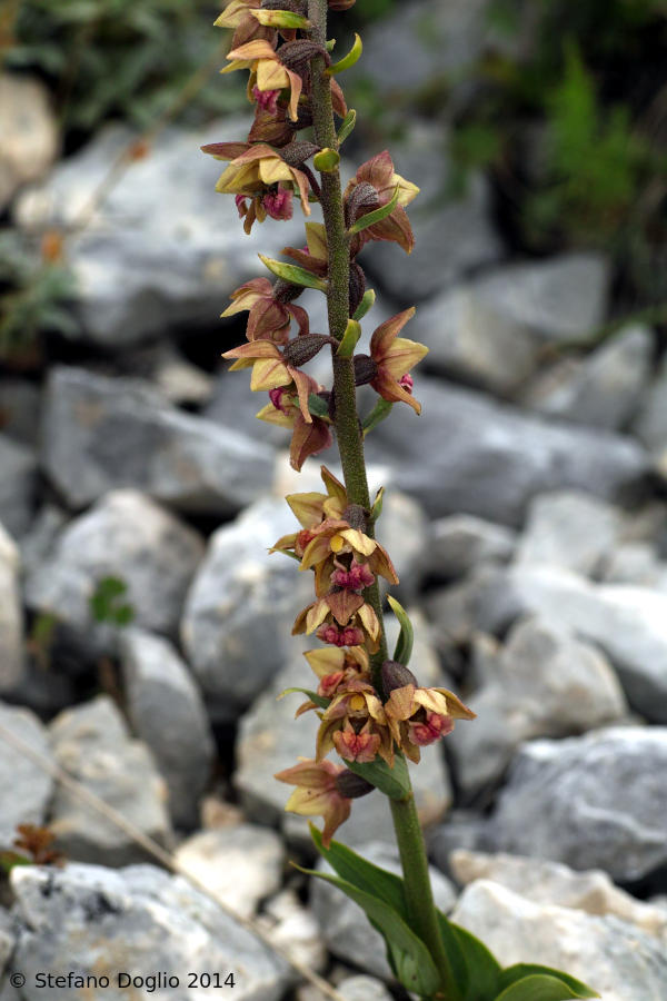 Epipactis helleborine e E. atrorubens